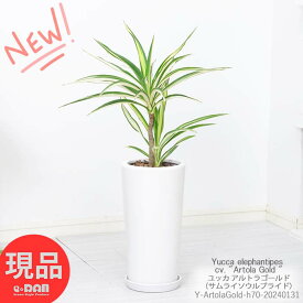 観葉植物 希少種 ユッカ エレファンティペス アルトラゴールド 高さ約70cm 陶器鉢 白 管理説明書 受皿付き 肥料小袋プレゼント ユッカ サムライソウルブライド 珍しい品種 青年の木 ドライガーデン 【現品発送】