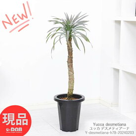 ＼ポイント5倍／観葉植物 ユッカ デスメティアーナ 幹上がり 7号鉢 高さ約78cm デスメティアナ デスメティアーナ ガーデン Yucca desmetiana 成長遅い 耐陰性 紅葉 DIY ドライガーデン 希少種 レア 中型 ドライガーデン 庭木 寒さに強い【現品発送】