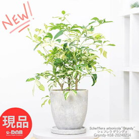 ＼ポイント2倍／ 観葉植物 斑入り シェフレラ グランディ 高さ約58cm エッグセメントポット 7号サイズ シェフレラ ホンコン カポック アルボリコラ 耐寒性 オクトパスツリー 黄色い葉 Schefflera arboricola"Grundy" 開店祝 新築祝い【現品発送】