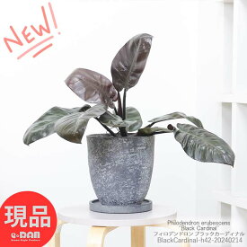 観葉植物 フィロデンドロン ブラックカーディナル 高さ約42cm エッグセメントポット 7号サイズ 赤銅色 光沢 フィロディンドロン ブラックコンゴ カージナルPhilodendron erubescens ‘Black Cardinal’ グリーンインテリア【現品発送】