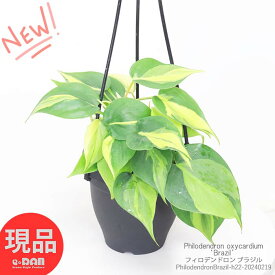 観葉植物 フィロデンドロン ブラジル 植物長さ約22cm 4号吊り鉢 つる性植物 ハンギング フィロディンドロン オキシカルジウム Philodendron oxycardium‘Brazil’ 吊る鉢 おしゃれ 吊るす グリーンインテリア 新生活【現品発送】