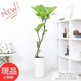 ＼ポイント10倍／観葉植物 大型 カシワバゴム 高さ約135cm 陶器鉢仕立 自然樹形 管理説明書 受皿付き 肥料小袋プレゼント フィカス・リラータ Ficus lyrata バイオリンの木 fiele leaf fig クワ科 柏の葉 似ている 陽の木 グリーンインテリア シンボルツリー【現品発送】