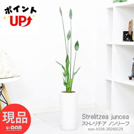 ＼ポイント5倍／観葉植物 鉢 ストレリチア ノンリーフ 陶器鉢 白 h104cm レギネ ジャンセア ユンケア 小振りの葉が美しい品種 極楽鳥花 レギネの仲間 鹿児島県産 Strelitzea juncea 稀少種 寒さに強い 【現品発送】