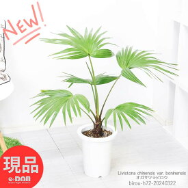 観葉植物 希少 ヤシの木 オガサワラビロウ(小笠原ビロウ) 7号鉢 高さ約72cm 管理説明書 受皿付き 肥料小袋プレゼント 枇榔 檳榔 小笠原 小笠原蒲葵 シュロ トゲ無し 小笠原固有種 南国 Livistona chinensis var. boninensis 庭木【現品発送】