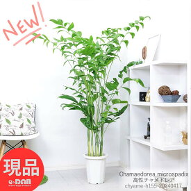 観葉植物 大型 高性チャメドレア 8号鉢 高さ約155cm 人気 チャメドレア・ミクロスパディクス 管理説明書 受皿付き 肥料小袋プレゼント 高性チャメ コウセイチャメ チャメドレア チャメ ヤシの木 Chamaedorea microspadix 室内 寒さに強い 新築祝い【現品発送】