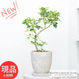 観葉植物 斑入り シェフレラ グランディ 高さ約60cm エッグセメントポット 7号サイズ シェフレラ ホンコン カポック アルボリコラ 曲線 曲がり樹形 耐寒性 オクトパスツリー 黄色い葉 Schefflera arboricola"Grundy" 開店祝 新築祝い【現品発送】