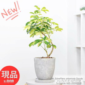 ＼ポイント5倍／観葉植物 斑入り シェフレラ ゴールドリーフ 高さ約65cm エッグセメントポット 7号サイズ ホンコン カポック アルボリコラ 曲線 曲がり樹形 耐寒性 オクトパスツリー 黄色い葉 Schefflera arboricola Dazzle 開店祝い 新築祝い 贈答品【現品発送】