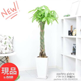 【現品発送】観葉植物 大型 人気の5本編みパキラ 高さ約130cm 8号サイズ スクエア陶器鉢 白 角型 厳選 ぱきら ねじり 育て易い 初心者 送料無料 のし 立札無料 受け皿付 編み込み 植物 マネーツリー 発財樹 開運の木