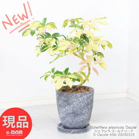 ＼ポイント5倍／観葉植物 斑入り シェフレラ ゴールドリーフ 高さ約56cm エッグセメントポット 7号サイズ ホンコン カポック アルボリコラ 曲線 曲がり樹形 耐寒性 オクトパスツリー 黄色い葉 Schefflera arboricola Dazzle 開店祝い 新築祝い 贈答品【現品発送】