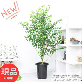 観葉植物 大型 フィカス ベンジャミン シタシオン 10号鉢 高さ約165cm ベンジャミナ カール Ficus benjamina ゴムの木 ギフト お祝い 室内 植木鉢 結婚記念日 開店祝い 御祝い 希少【現品発送】