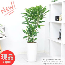 観葉植物 ファグラエア ベルテロアナ 高さ約105cm 陶器鉢 白 7号サイズ シナアブラギリ Fagraea ハワイ 白い花 レイ 高級香水 重要な花 ハワイの首飾り 花 南国 リンドウ リビング オフィス 事務所 インテリア ギフト お祝い 室内 植木鉢開店祝い 希少