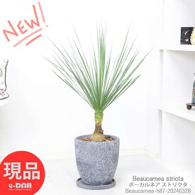 ＼ポイント5倍／塊根植物 実生 ボーカルネア ストリクタ 高さ約87cm エッグセメントポット 8号サイズ 耐寒性 Beaucarnea stricta 激レア ノリナ 入手困難 希少種 幹太 古木 徳利蘭 ボトルツリー 壺 多肉 観葉植物 マニア 収集 珍しい【現品発送】