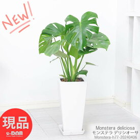 観葉植物 モンステラ デリシオーサ 陶器鉢 白 7号サイズ 高さ約77cm前後 出産祝い 新築祝い 風水 金運アップ おしゃれ モンステラ 湧き出る水 植物 Monstera deliciosa デリキオサ デリキオーサ デリシオサ 鳳来蕉 穴の開いた葉 南国 【現品発送】