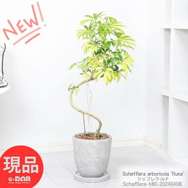 ＼ポイント5倍／観葉植物 黄斑入り シェフレラ ルナ 高さ約80cm エッグセメントポット 7号サイズ 入手困難 おすすめインテリアグリーン ホンコンカポック アルボリコラ 丈夫 初心者 耐寒性 オクトパスツリー 結婚祝い 新築祝い Schefflera arboricola 'Runa'【現品発送】