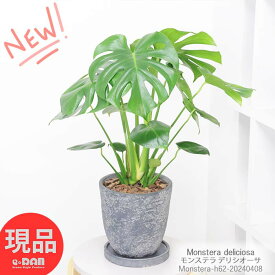 観葉植物 モンステラ デリシオーサ 7号サイズ エッグセメントポット 高さ約62cm前後 出産祝い 新築祝い 風水 金運アップ おしゃれ モンステラ 湧き出る水 植物 Monstera deliciosa デリキオサ デリキオーサ デリシオサ 鳳来蕉 穴の開いた葉 南国 【現品発送】