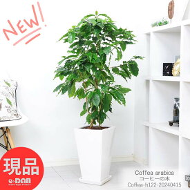 観葉植物 コーヒーの木 陶器鉢 白 9号サイズ 沢山の花芽付き 高さ約122cm アラビカ種 優良個体 実付きの良い アラビカコーヒーノキ スタイリッシュ ガーデン DIY カフェ シンボルツリー 新築祝い 事務所移転祝い 開店祝い【現品発送】