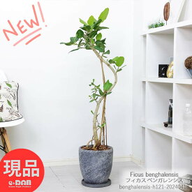 観葉植物 大型 フィカス ベンガレンシス エッグセメントポット 8号サイズ 高さ約121cm 曲がり樹形 ゴムの木 人気 風水 おしゃれ インテリアグリーン シンボルツリー 新築祝い プレゼン ベンガル ボダイジュ 菩提樹 ゴムの木 バニヤンツリー Ficus benghalensis【現品発送】