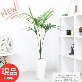 ＼ポイント2倍／観葉植物 希少種 ケンチャヤシ ベルモレアナ 高さ約120cm 陶器鉢 白 観葉植物 ヤシの木 ホウエア ベルモレアナ Howea belmoreana 南国情緒あふれる優雅なヤシ 耐寒性 耐陰性 椰子 富貴椰子 お洒落な観葉植物 育てやすい植物【現品発送】