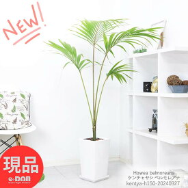 ＼ポイント2倍／観葉植物 希少種 ケンチャヤシ ベルモレアナ 高さ約150cm 陶器鉢 白 観葉植物 ヤシの木 ホウエア ベルモレアナ Howea belmoreana 南国情緒あふれる優雅なヤシ 耐寒性 耐陰性 椰子 富貴椰子 お洒落な観葉植物 育てやすい植物【現品発送】