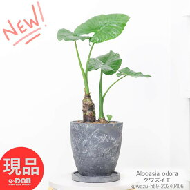 観葉植物 縁起の良い子持ち クワズイモ 高さ約62cm エッグセメントポット 7号鉢 人気のインテリア くわずいも アロカシア ハート形の葉 出世芋 トトロの傘 送料無料 Alocasia odora 開店祝い ギフト 小さい 【現品発送】