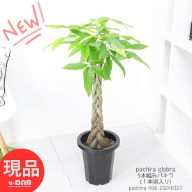 定番 観葉植物 人気の5本編み パキラ 8号鉢 高さ約96cm 斑入り1本 管理説明書 受皿付き 肥料小袋プレゼント ぱきら 5本編み 中型 おすすめ 育て易い 初心者 送料無料 おしゃれなプラ鉢 Pachira 縁起のよい木 金運アップ 発財樹【現品発送】