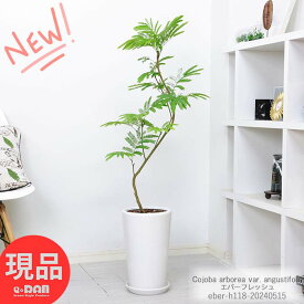 エバーフレッシュ 陶器鉢 白 丸 高さ約118cm おしゃれな観葉植物 室内 曲がり樹形 植物 ネムノキの仲間 アカサヤネムノキ 合歓の木 夫婦和合 家内平和 葉が閉じる植物 開店祝い【現品発送】