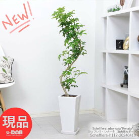 観葉植物 シェフレラ レナータ / 金魚葉カポック 高さ約112cm 陶器鉢 白 8号サイズ 人気 お洒落グリーン 金魚の尾のような形の葉 ホンコンカポック ハートリーフ 耐寒性 結婚祝い 新築祝い 誕生日プレゼント【現品発送】