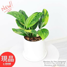 ＼ポイント5倍／ 観葉植物 斑入り モンステラ sp.ペルーバリエガータ 陶器鉢 高さ約26cm ジェイド シャトルコック ふいりトロピカル ハワイアン 希少種 入手困難 テーブルグリーン 小型【現品発送】