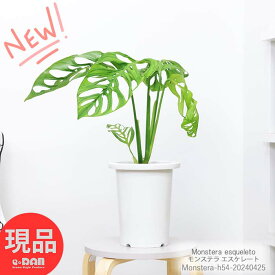 ＼ポイント2倍／観葉植物 モンステラ エスケレート 7号鉢 高さ約54cm 入手困難 珍しい モンステラの仲間 半つる性 つる性 レア物 おしゃれな観葉植物 トロピカル ハワイアン 新築祝い 開店祝い 事務所移転 引越し 誕生日祝い 結婚祝い お祝い【現品発送】 父の日 早割