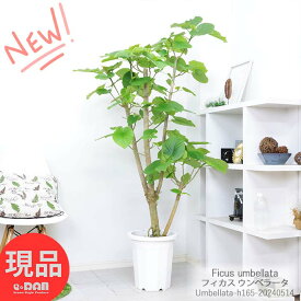 観葉植物 大型 幹太 フィカス ウンベラータ 高さ約165cm 10号鉢 人気 曲がり樹形 インテリアグリーン 人気 お祝い 新築祝い 贈り物 風水 おしゃれ 鉢植え 育て易い Ficus umbellata ハート形 大きな葉 永久の幸せ【現品発送】