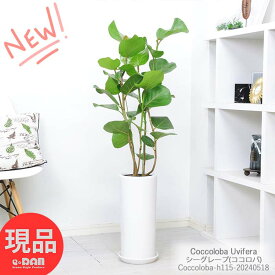 観葉植物 室内 シーグレープ(ココロバ) 7サイズ 陶器鉢 白 高さ約115cm おしゃれ インテリアグリーン 丸い形の葉 おすすめ 浜辺ぶどう コッコロバ 風水 ハマベブドウ（浜辺葡萄）Coccoloba Uvifera 新築祝い 開店祝い【現品発送】