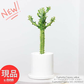 父の日ギフト 多肉植物 ユーフォルビア トリゴナ イエロー(黄斑) 高さ約41cm 陶器鉢 育て易い 多肉 珍奇植物 EuphorbiaTrigona yellow サイウンカク 彩雲閣 斑入り品種 サボテン ビザールプランツ 観葉植物【現品発送】