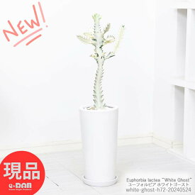 ＼ポイント2倍／多肉植物 ユーフォルビア ホワイトゴースト 陶器鉢 白 高さ約72cm 管理説明書 受皿付き 肥料小袋プレゼント 育て易い 多肉 白い幽霊 白い色 ‘White Ghost' ラクティア 希少種 斑入り サボテン ビザールプランツ 観葉植物【現品発送】 父の日 早割