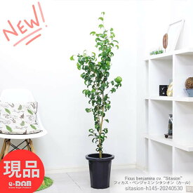 観葉植物 フィカス ベンジャミン シタシオン 8号鉢 高さ約145cm ベンジャミナ カール Ficus benjamina ゴムの木 ギフト お祝い 室内 植木鉢 結婚記念日 開店祝い 御祝い 希少【現品発送】