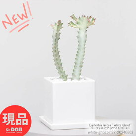 父の日ギフト 多肉植物 ユーフォルビア ホワイトゴースト 陶器鉢 高さ32cm 管理説明書 受皿付き 肥料小袋プレゼント 育て易い 多肉 白い幽霊 白い色 Euphorbia lactea "White Ghost" ラクティア 斑入り品種 バンザイ さぼてん サボテン 希少種 観葉植物【現品発送】