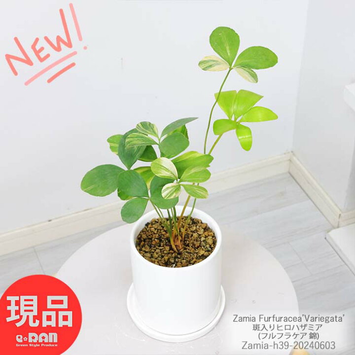 楽天市場】＼BF限定クーポン／＼ポイント2倍／超希少 斑入り 