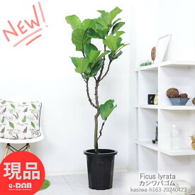 観葉植物 大型 幹太 カシワバゴム 10号鉢 高さ約163cm 原木仕立 管理説明書 受皿付き フィカス リラータ Ficus lyrata バイオリンの木 fiele leaf fig 柏の葉 似ている 陽の木 グリーンインテリア シンボルツリー【現品発送】