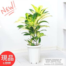 父の日ギフト 観葉植物 クロトン サマープリンセス 7号鉢 高さ約70cm 広葉系 管理説明書 受皿付き 肥料小袋プレゼント 花 ガーデン DIY 観葉 カラーリーフ 美しい色彩が人気 トロピカル 南国の雰囲気 お祝い変葉木（へんようぼく）クロトンノキ 風水 【現品発送】