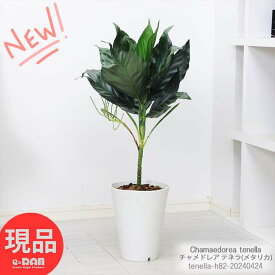 観葉植物 ヤシ チャメドレア テネラ(メタリカ) 7号鉢 高さ約82cm 育てやすい 小型のヤシ 耐寒性 耐陰性 カマエドレア テネラ ヒメテーブルヤシ (テネラヤシ) Chamaedorea tenella 成長遅い【現品発送】