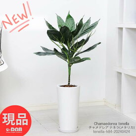 観葉植物 ヤシ チャメドレア テネラ(メタリカ) 微かに斑入り 陶器鉢 7号サイズ 高さ約84cm 育てやすい 小型のヤシ 耐寒性 耐陰性 カマエドレア テネラ ヒメテーブルヤシ (テネラヤシ) Chamaedorea tenella 成長遅い【現品発送】