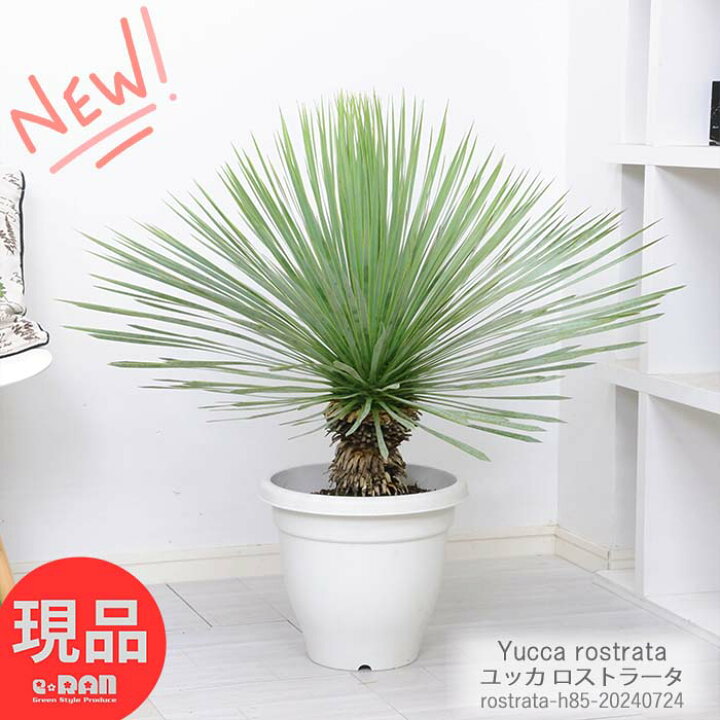 楽天市場】ユッカ ロストラータ 10号鉢 高さ約85cm 観葉植物 大型 耐寒 