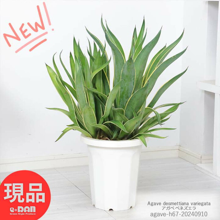 楽天市場】多肉植物 大株 沢山の子株付き 8号鉢 高さ約67cm ベネゼーラ  