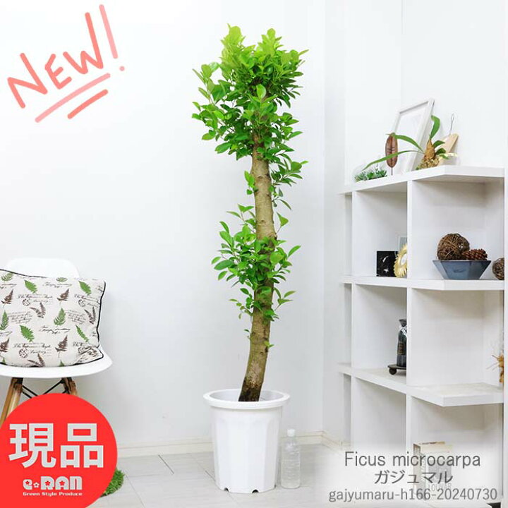 楽天市場】観葉植物 大型 幹太 ガジュマル 10号鉢 高さ約166cm 