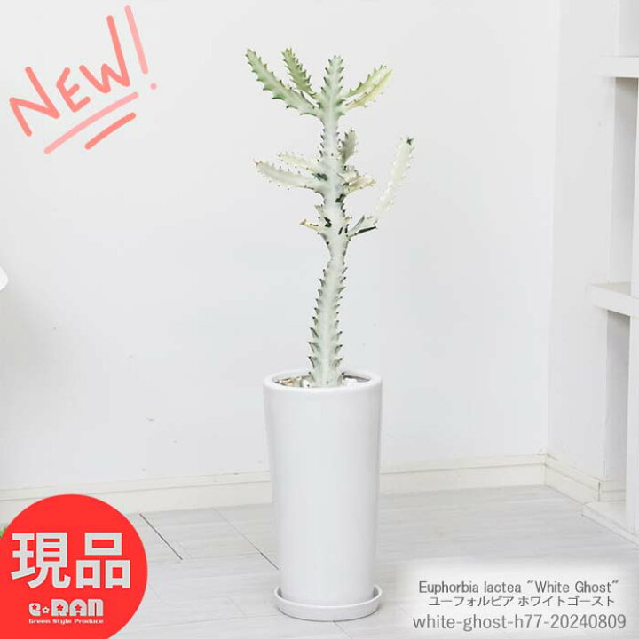 楽天市場】＼ポイント2倍／多肉植物 ユーフォルビア ホワイトゴースト 