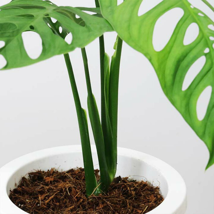 楽天市場】観葉植物 モンステラ エスケレート 7号鉢 高さ約50cm 入手 