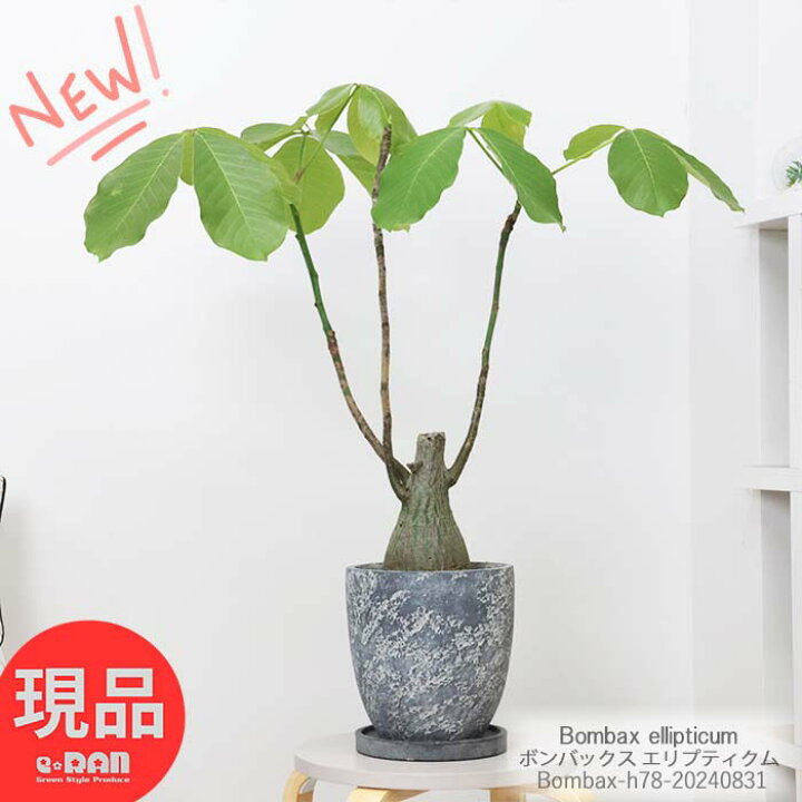 楽天市場】塊根植物 希少 実生 ボンバックス エリプティクム 高さ約  