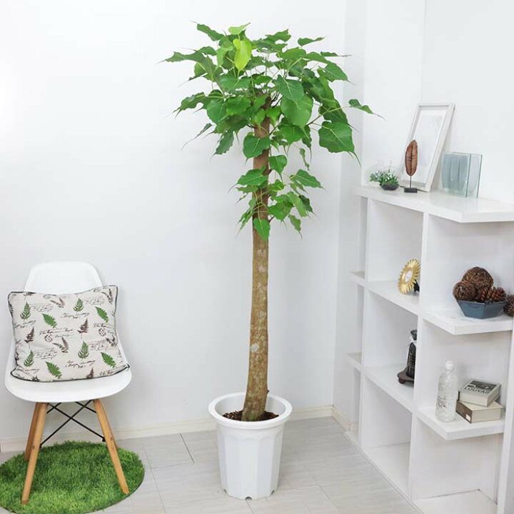 楽天市場】インドボダイジュ (印度菩提樹)10号鉢 高さ171cm 観葉植物  
