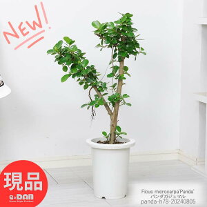 観葉植物 7号 ガジュマルの人気商品・通販・価格比較 - 価格.com