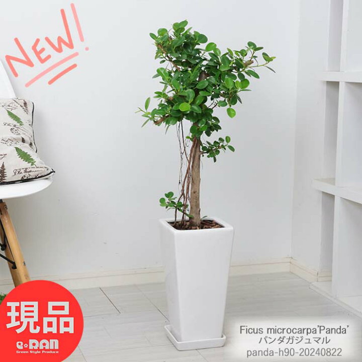 楽天市場】観葉植物 パンダ ガジュマル 高さ約90cm 陶器鉢 白 7号 