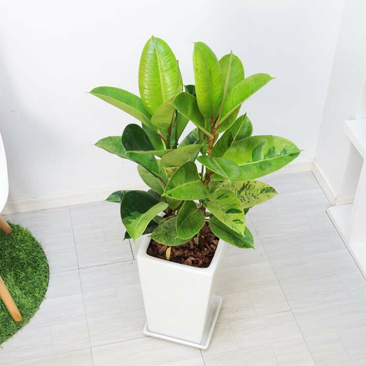 楽天市場】観葉植物 ゴムの木 フィカス ジン 高さ約95cm 陶器鉢 白 